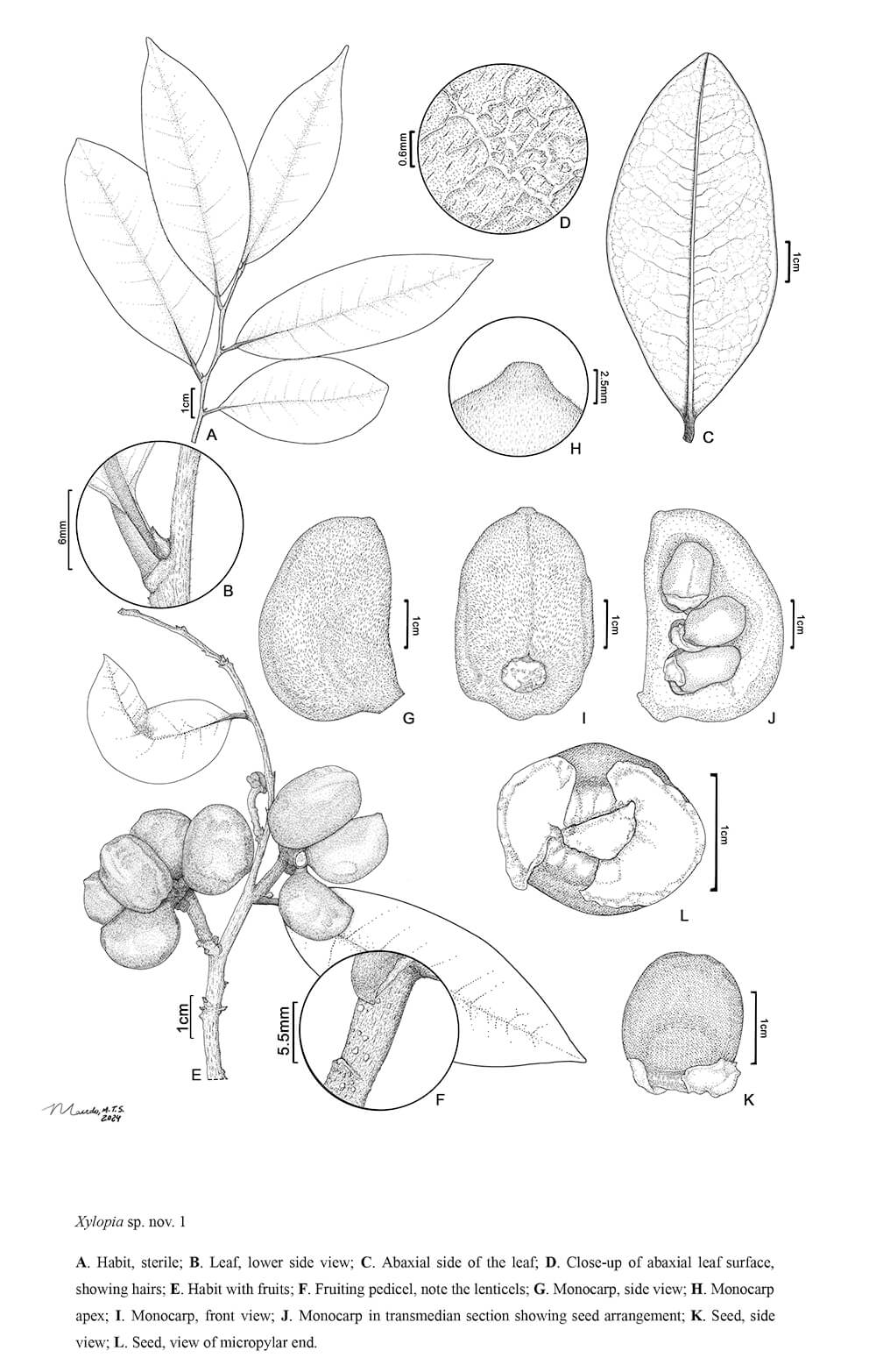 Xylopia sp. nov. 1, digital, Macedo Thamiris, Brazil