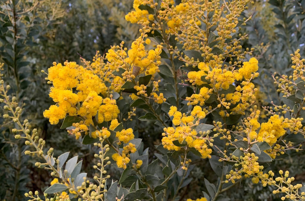 news-Acacia-cultriformis-1024x676.jpg