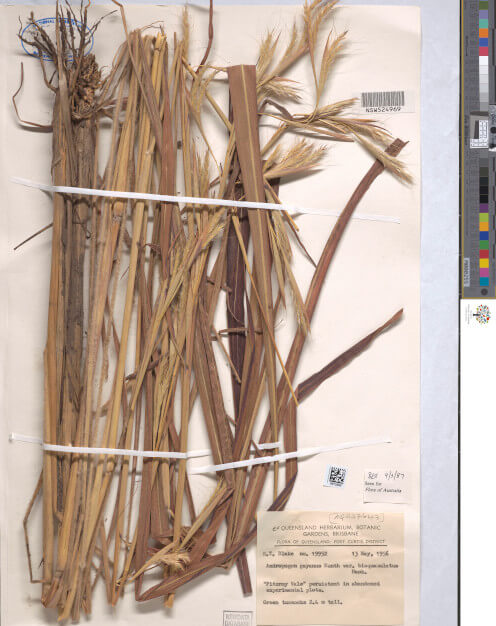 science-recer-Andropogon-gayanus-497x626.jpg