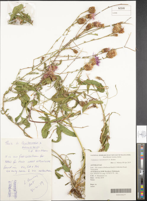 science-recer-Centaurea-x-moncktonii-497x626.jpg