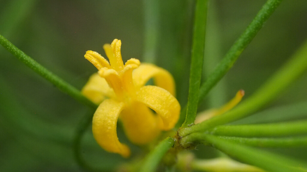 stories-Persoonia-pauciflora-flower-1024x676.JPG