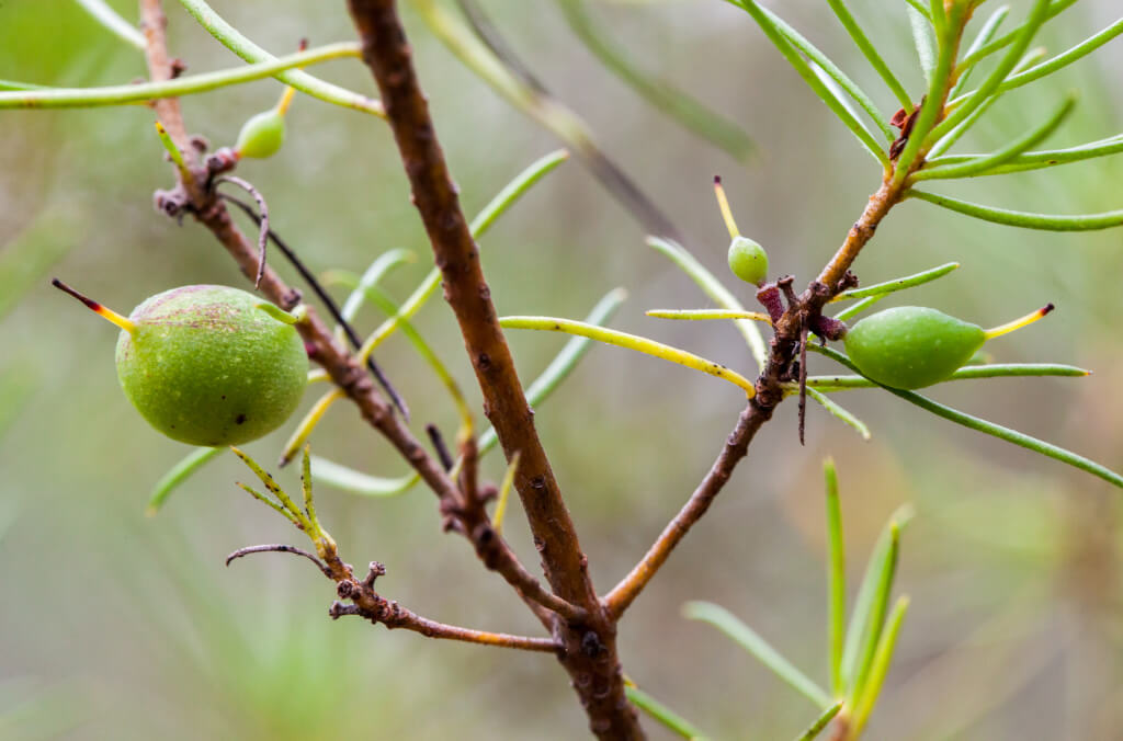 stories-Persoonia-pauciflora-fruit-1024x676.jpg