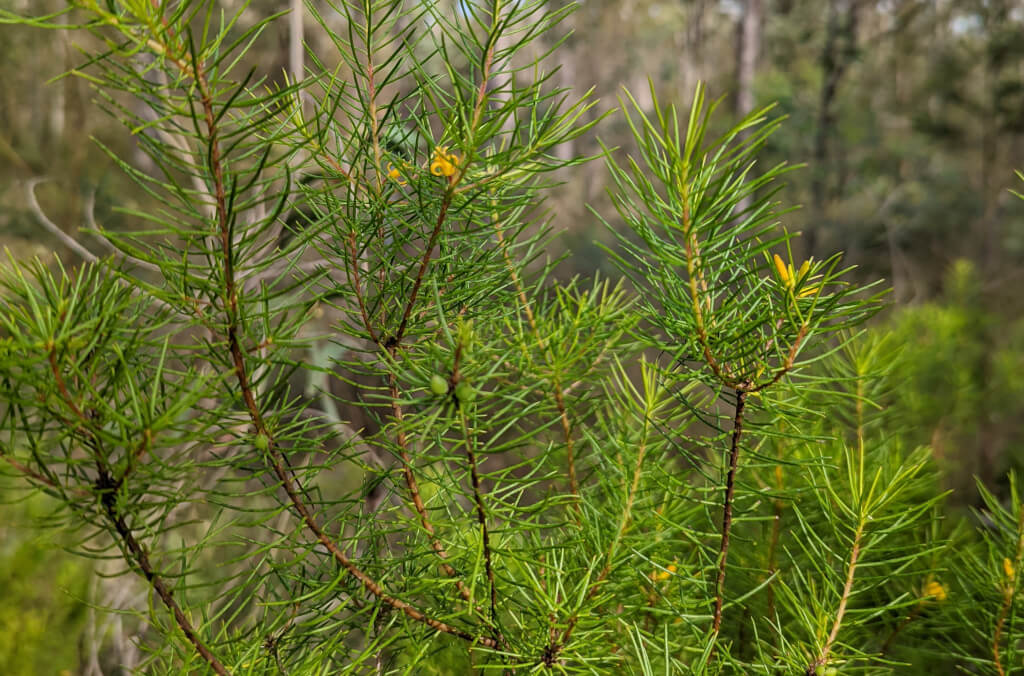 stories-Persoonia-pauciflora-plant-1024x676.jpg