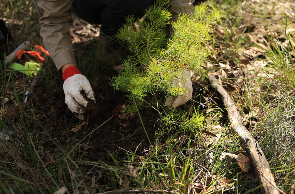 stories-Persoonia-pauciflora-planting-1024x676.JPG