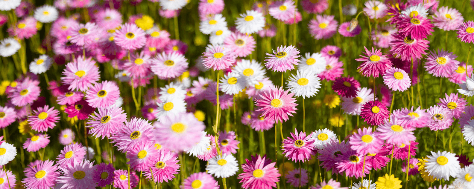 Close up of pink paper daises