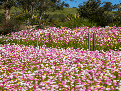 A wide sea of colourful pink flowers