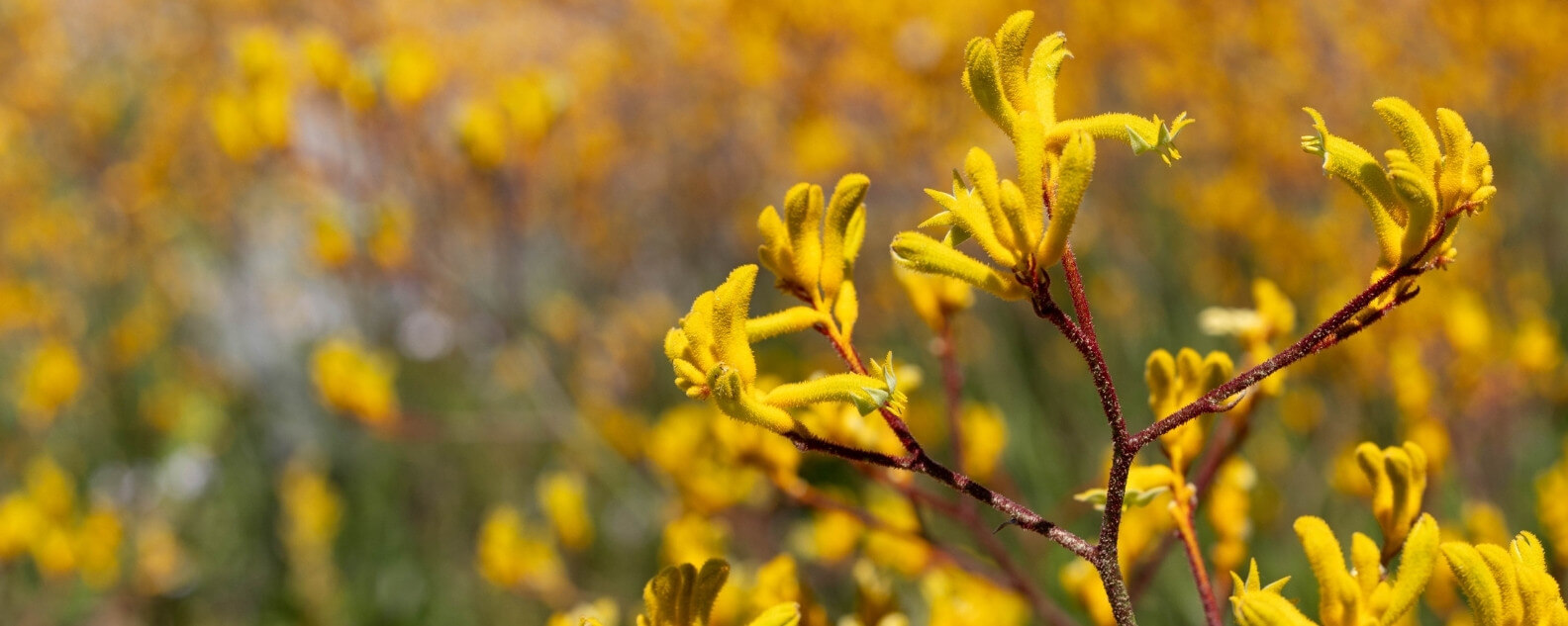 Yellow kangaroo paw flowers