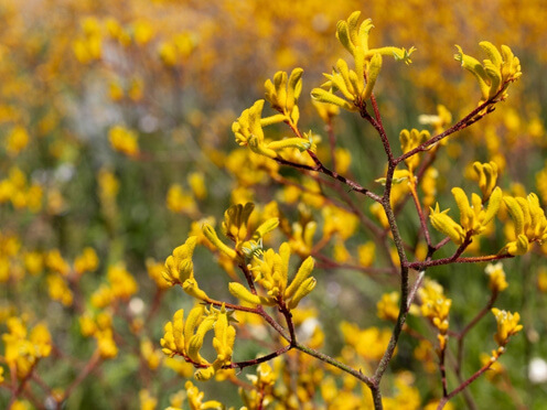 Yellow kangaroo paw flowers
