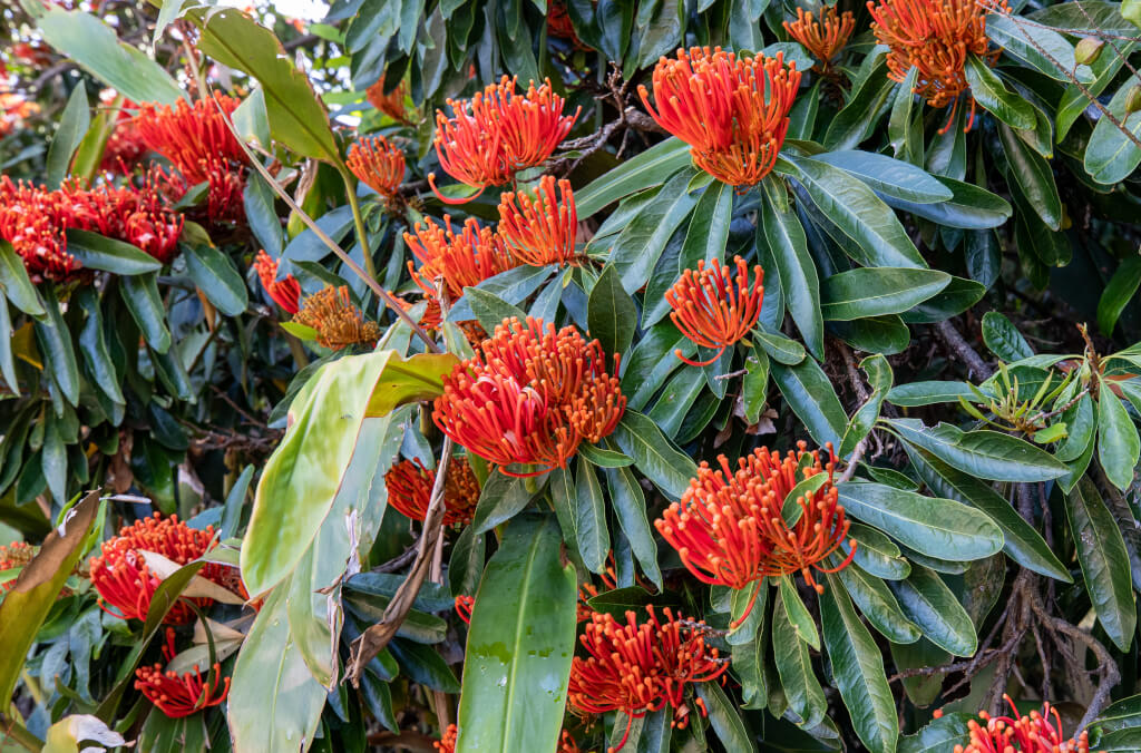 news-Alloxylon flammeum-pom-abg-inpage-1024x676.jpg