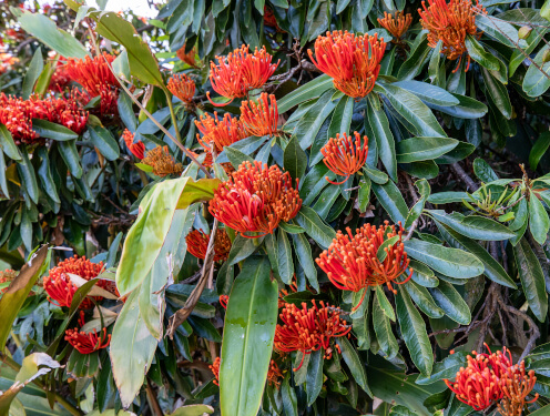 news-Alloxylon flammeum-pom-abg-october-thumbnail-496x372.jpg