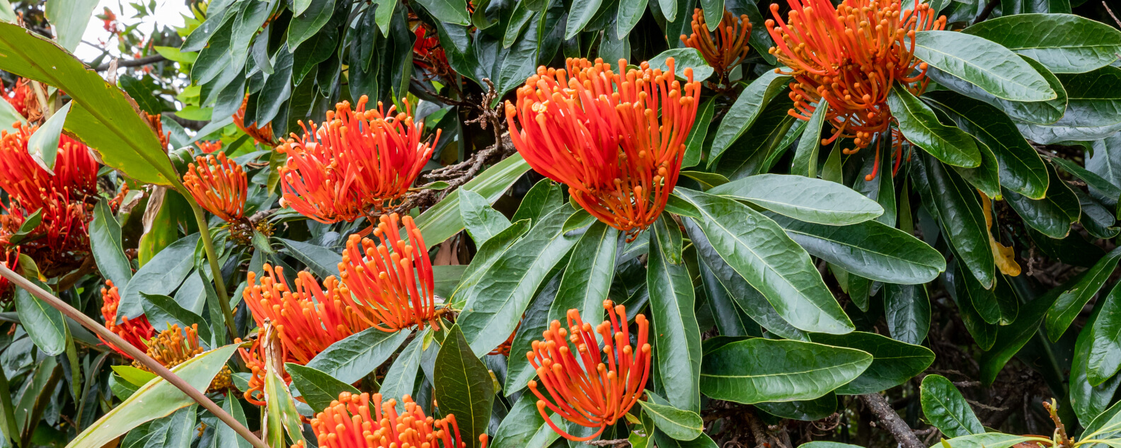 news-hero-banner-tree-waratah-1584x633.jpg