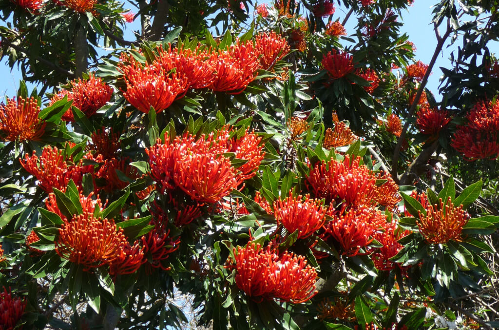 news-pom-abg-Alloxylon flammeum-1024x676.JPG