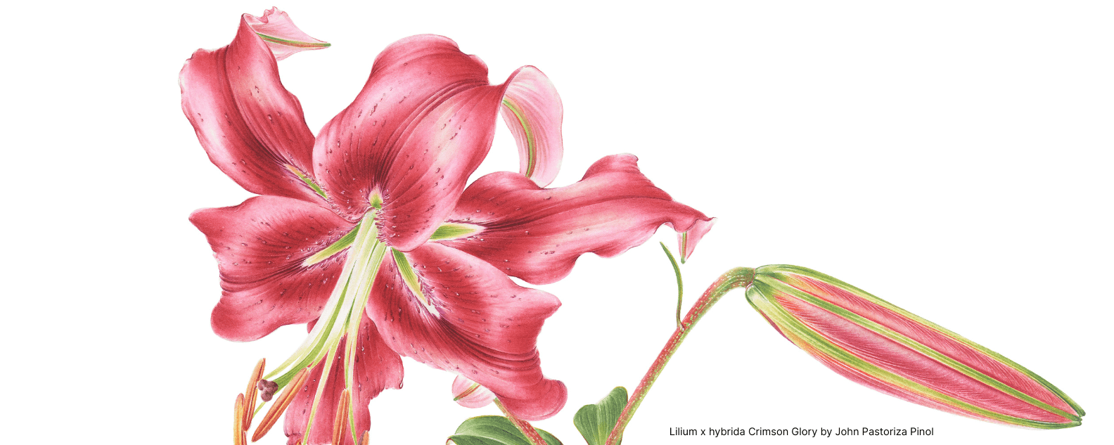 Lilium x hybrida Crimson Glory by John Pastoriza Pinol