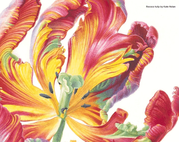 Rococo Tulip by  Kate Nolan