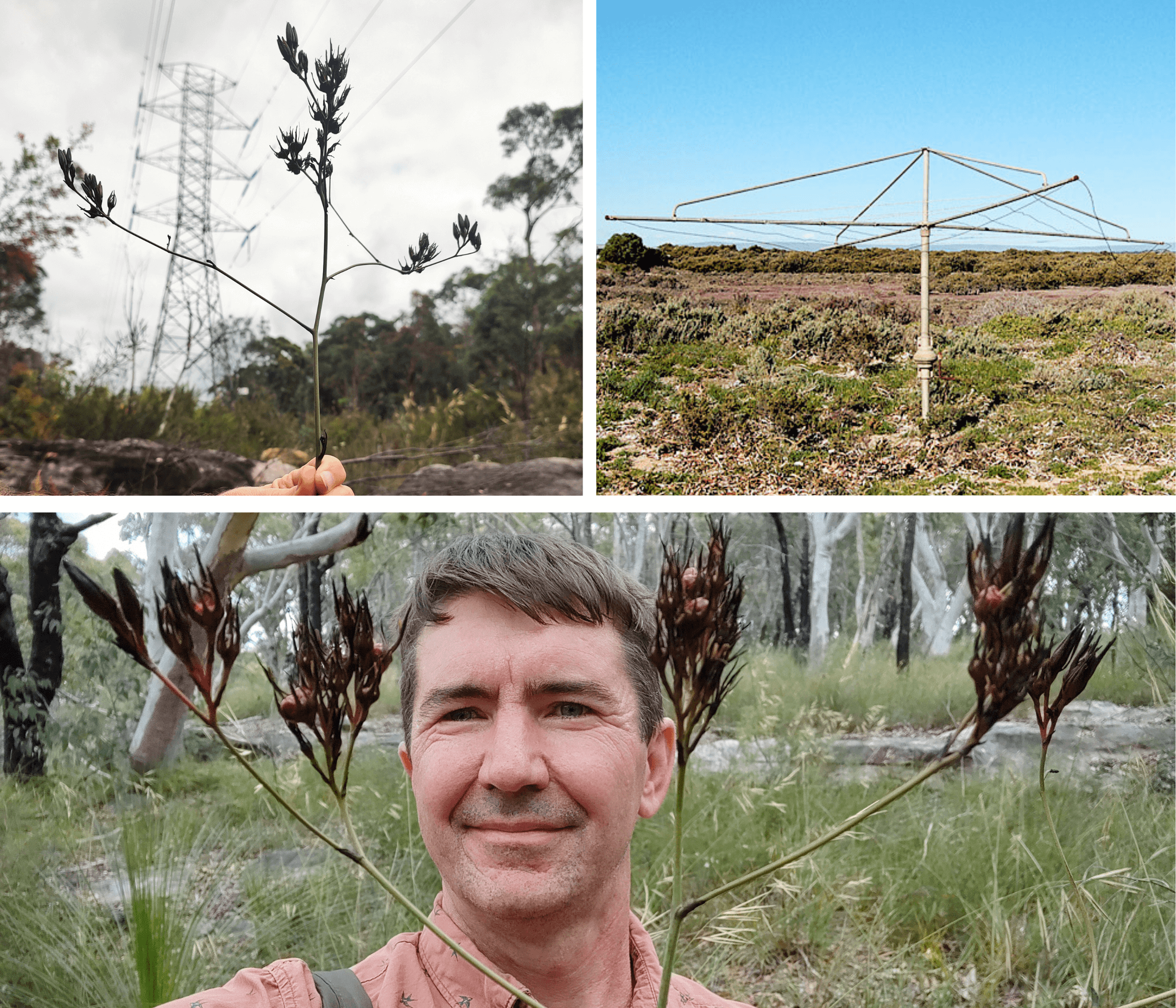 New plant discovery - Hills Hoist Bloodroot
