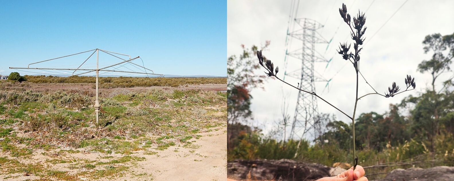 New bloodroot species named after Hills Hoist