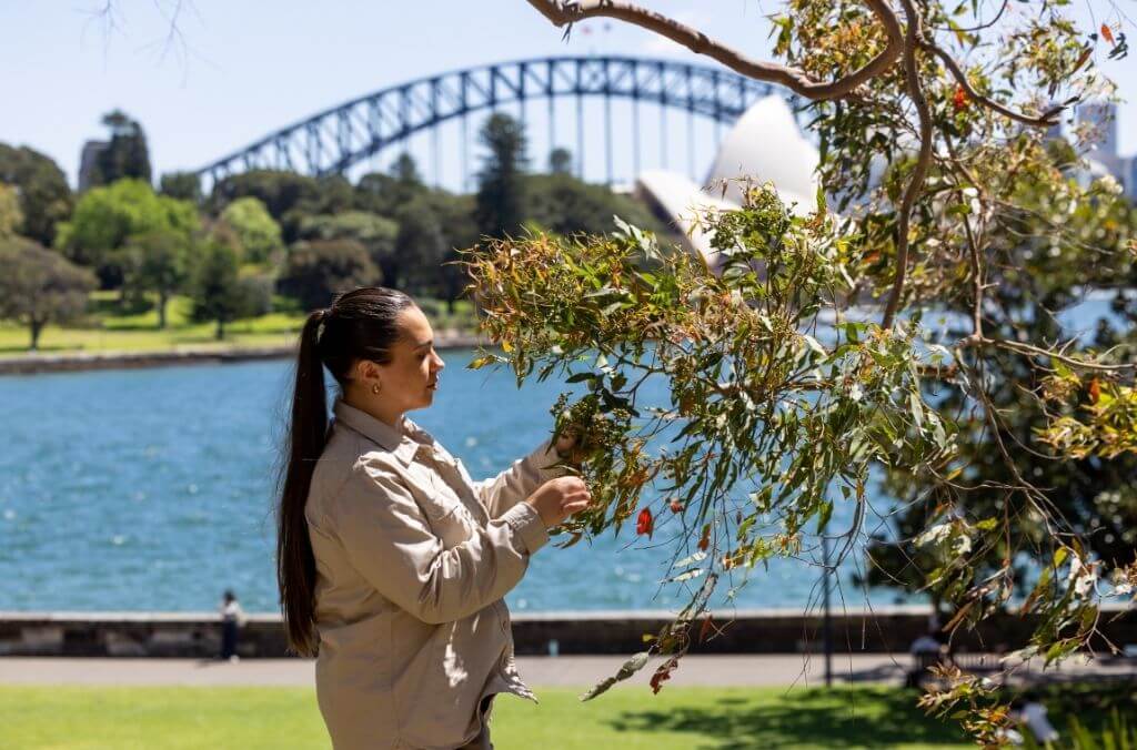 Tour guide touching tree foliage, with Sydney Harbour Bridge and Opera House in background