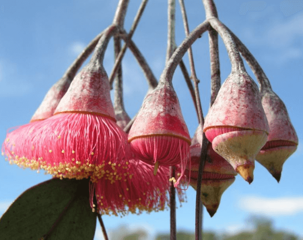 Eucalyptus caesia subsp. magna