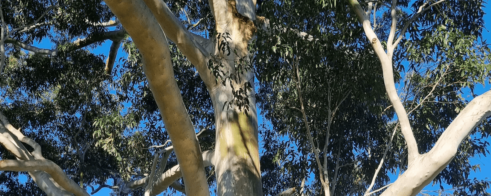 Close up of gum tree trunk and leaves