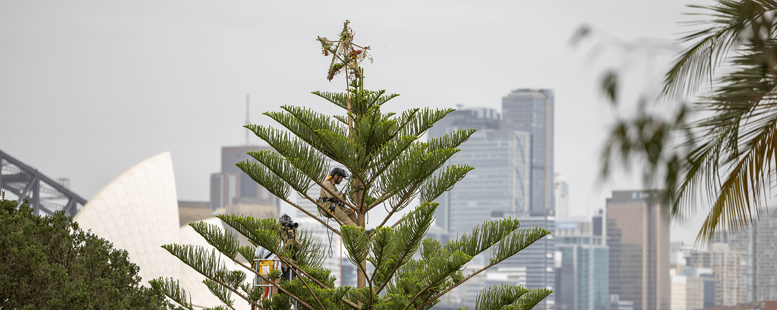 Norfolk Island Pine tree in the Royal Botanic Garden Sydney with a Christmas star on top.