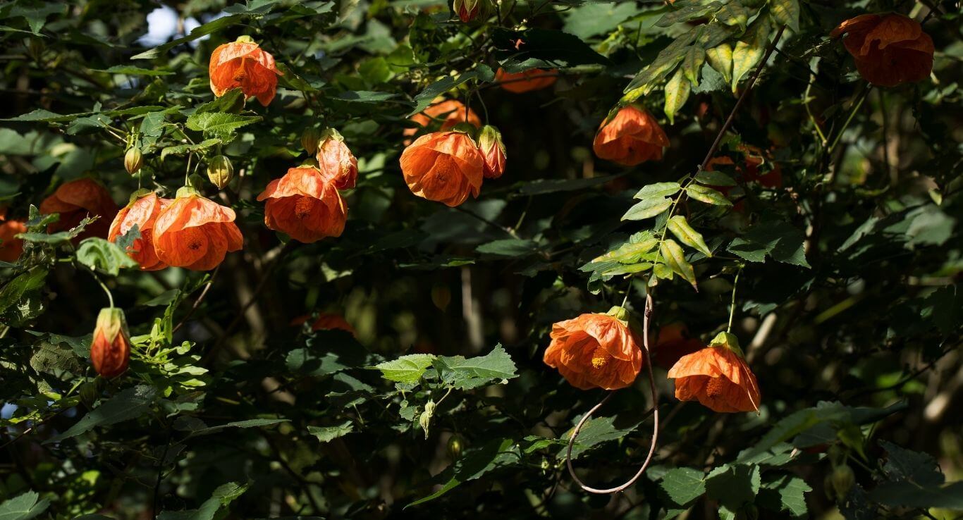Tropical orange flowers hanging elegantly from lush green tree