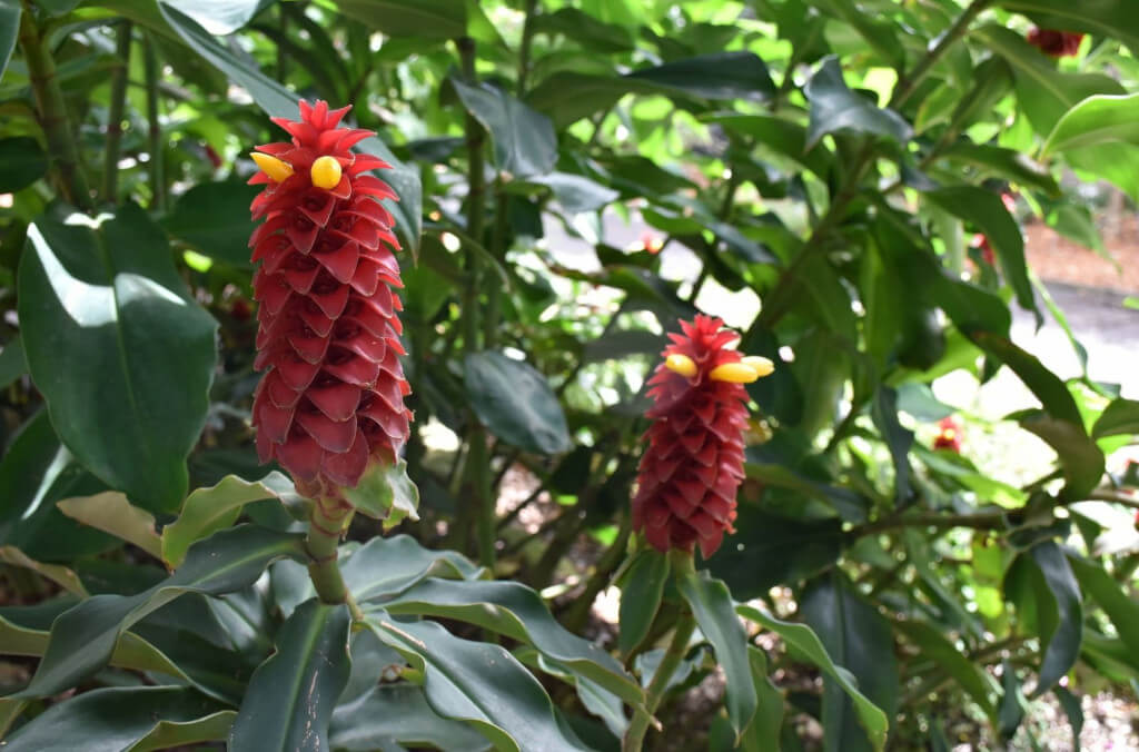 horticulture-red-tower-ginger-1024x676-.jpg