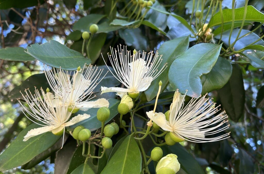 Capparis arborea plant