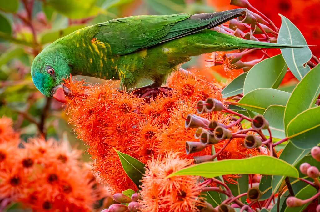 Corymbia with bird