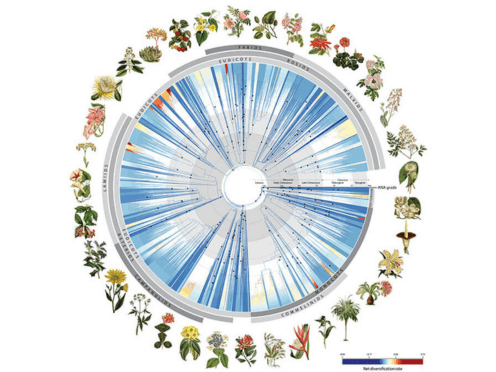 Events-F&F-Talking- Plants- with- Tim -Entwisle- Thumbnail -496x372