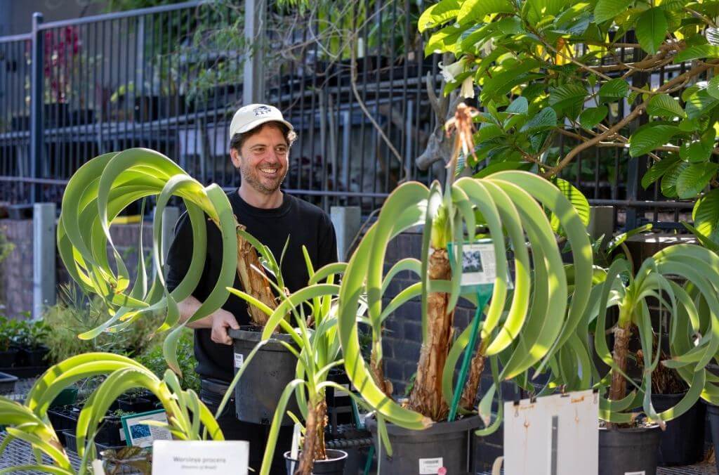 Man holding pots of rare plant, Worsleya procera