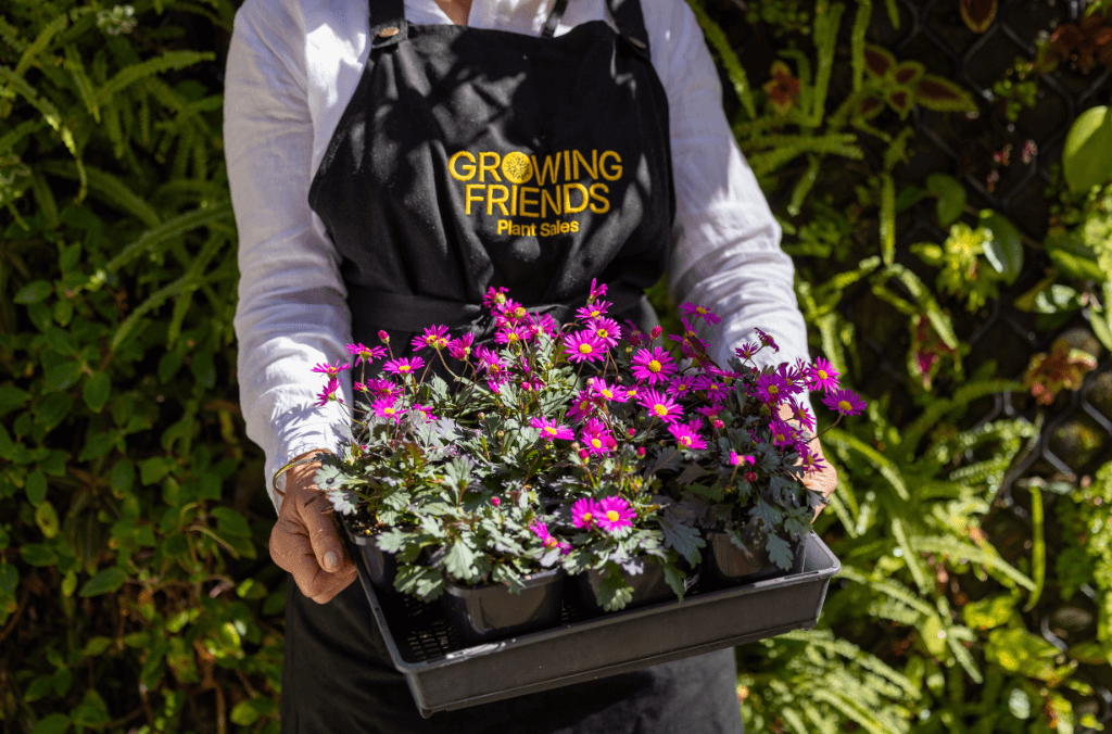 A person holding a tray of pink flowers