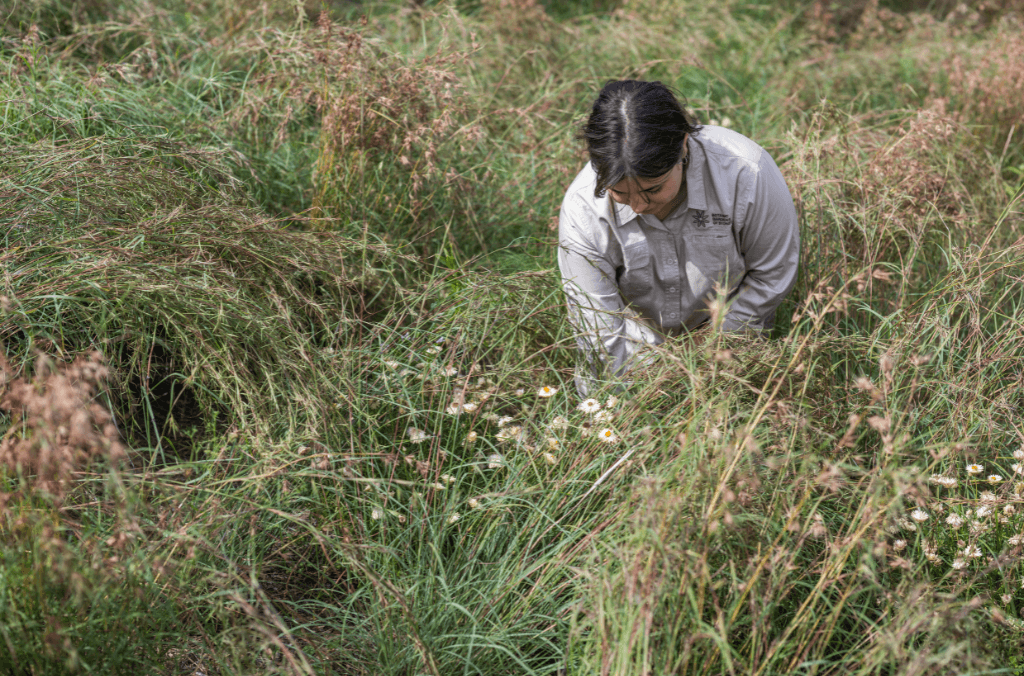 A woman looks down at grasses in a meadow