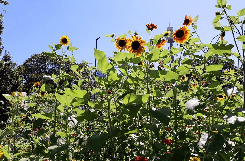 Sunflowers blossoming in the summer meadow in The Domain Sydney