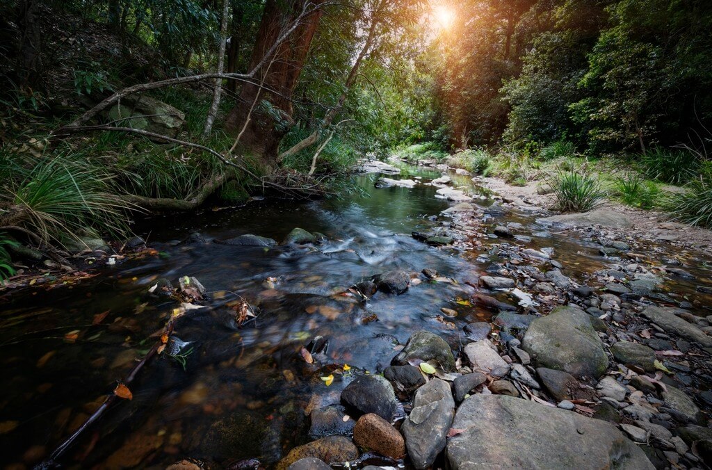 plants along a stream