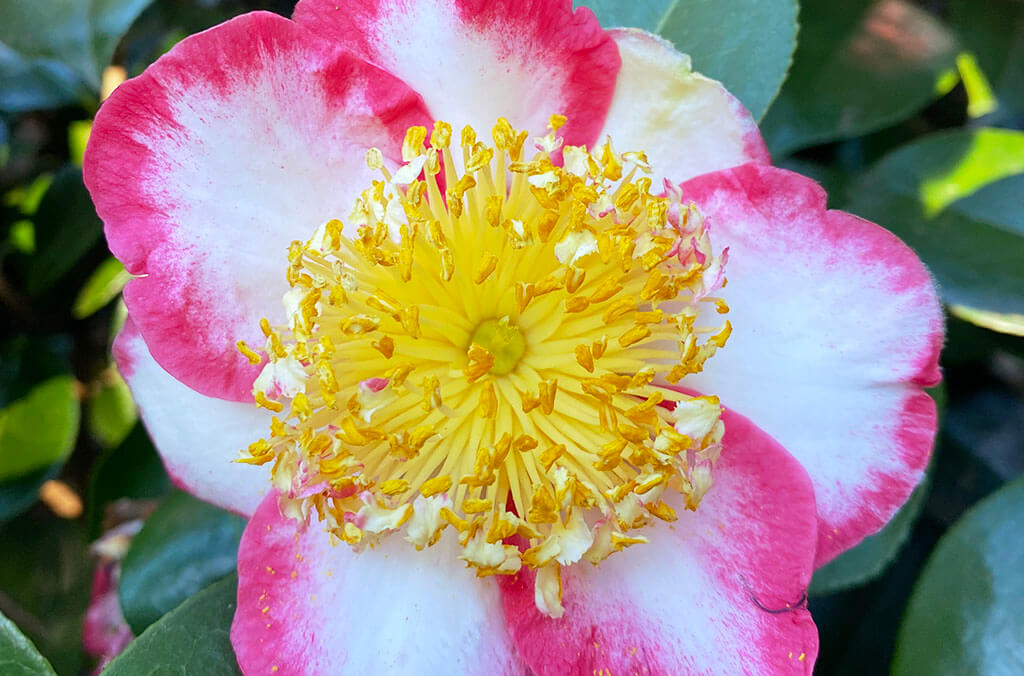 Camellia japonica 'Okan' - a spectacular Higo cameliia. Slow growing and difficult to obtain propagation material, so rarely available for purchase.