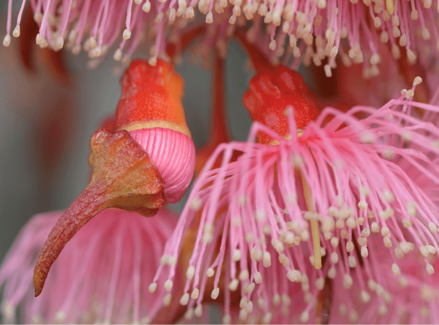 Pink flowering gum up close