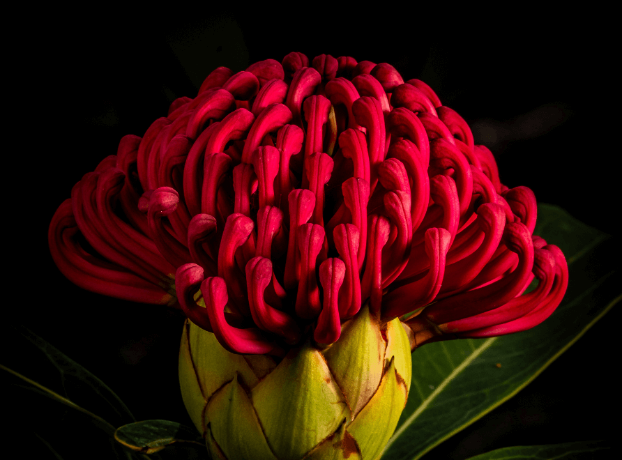 Red Waratah on black background