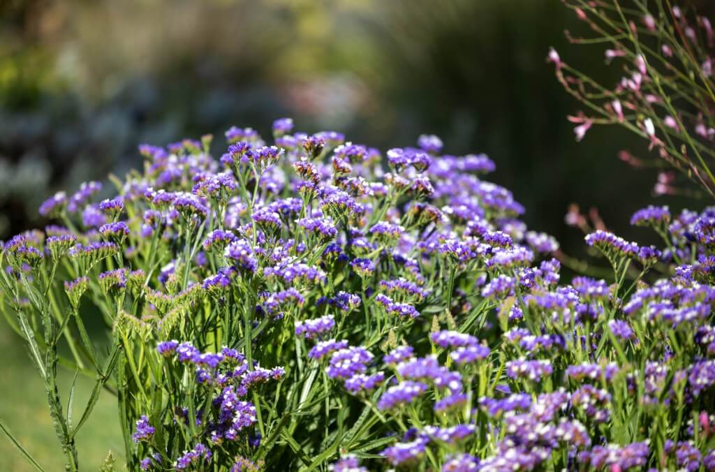 Plant with profuse purple flowers