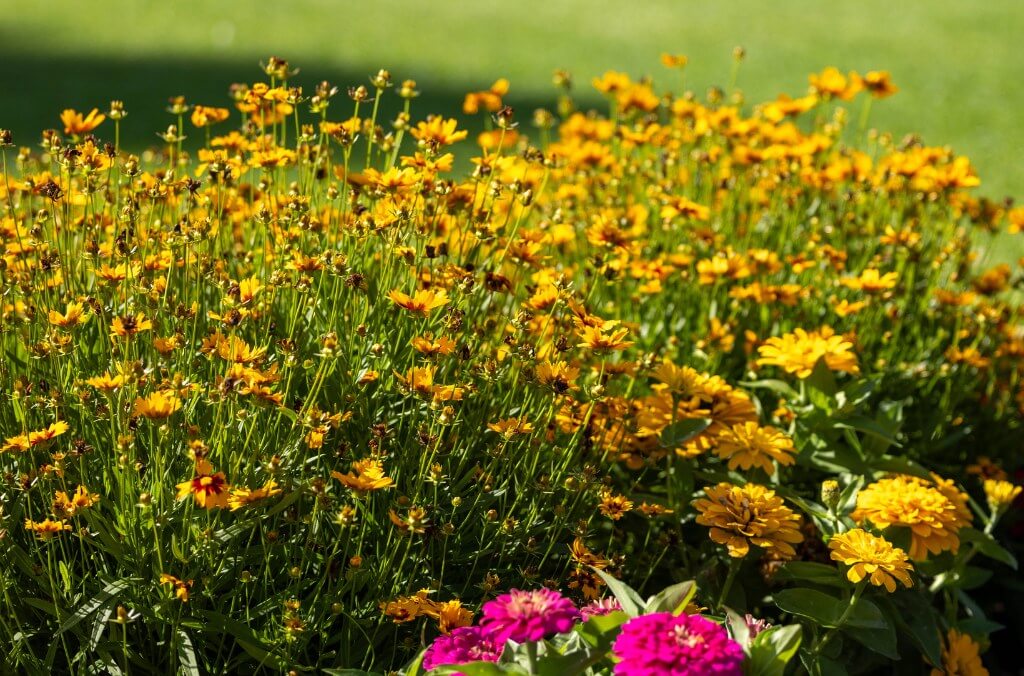Yellow and bright pink mixed flowers