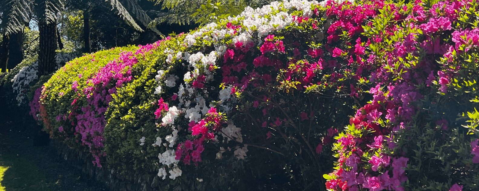 Azaleas in bloom at Breenhold Gardens