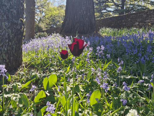 A red flowers blooming amongst a sea of purple flowers at Everglades House & Garden