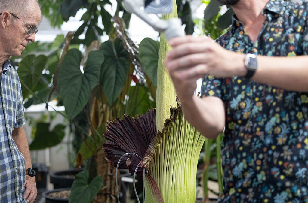 A corpse flower blooms in a nursery