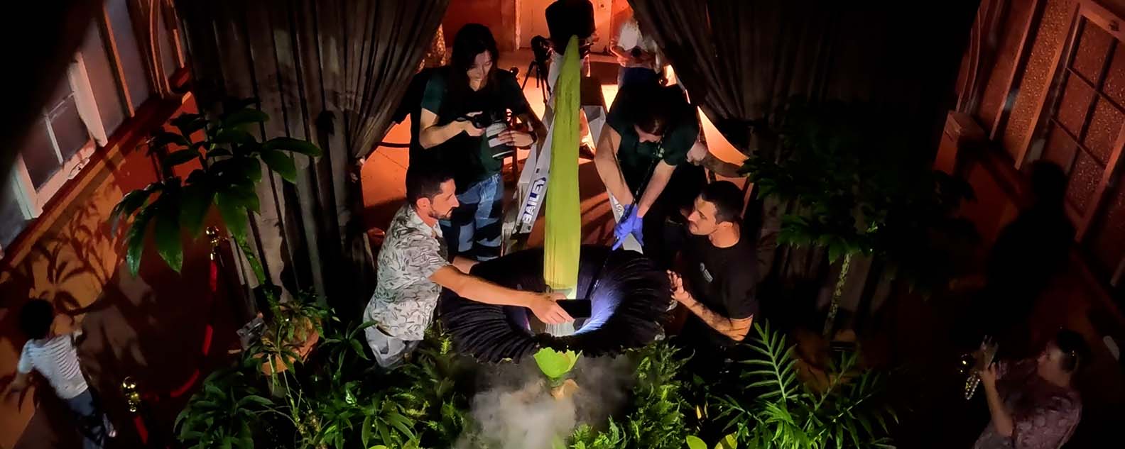 Putrica the Corpse Flower during her bloom