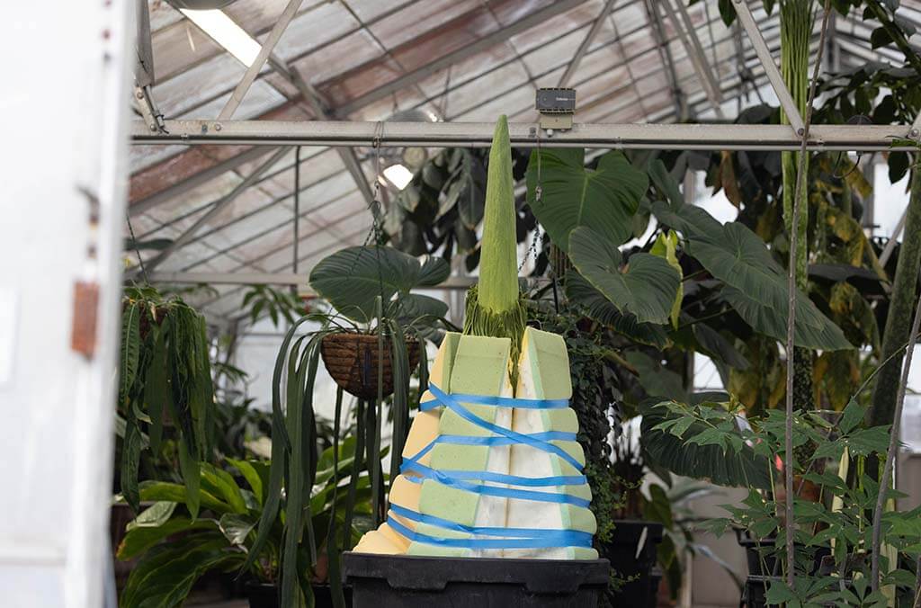 Putricia covered in foam blocks on her moving day