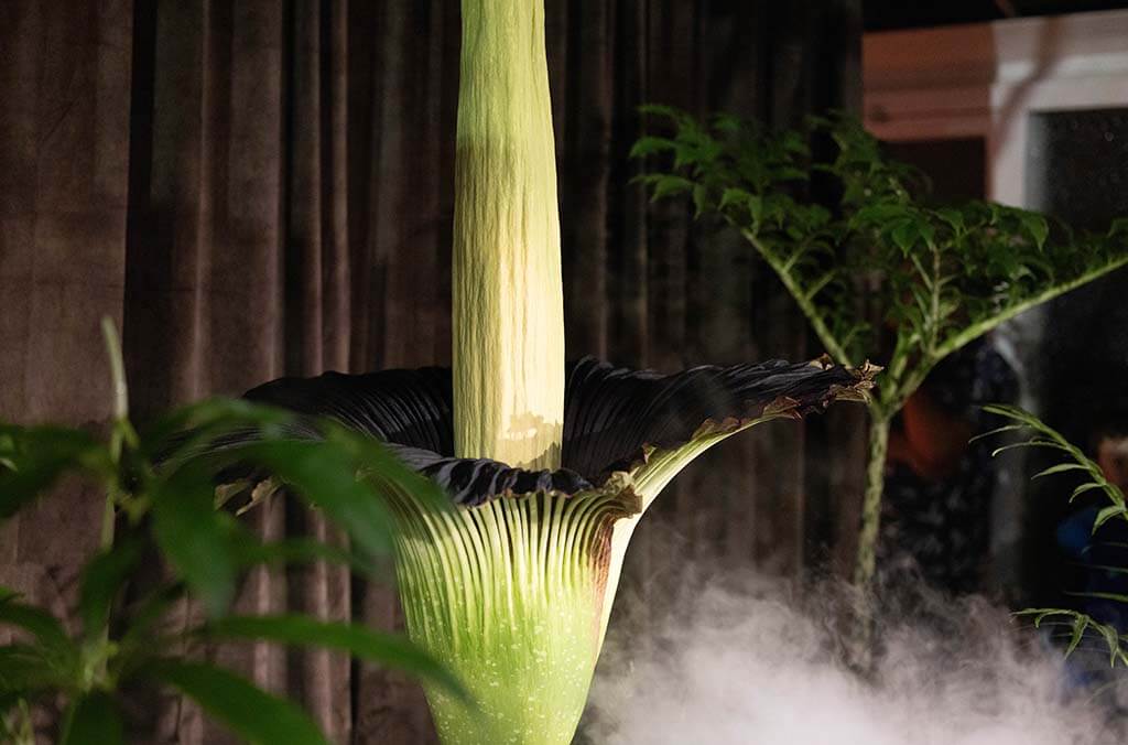 Putricia the Corpse Flower in bloom