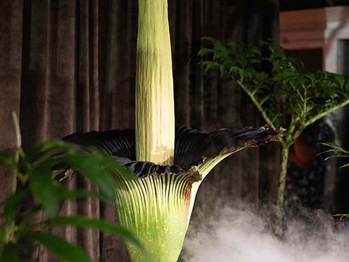 A corpse flower bloomed open