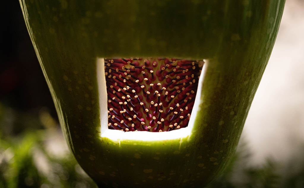 The female flower inside a corpse flower
