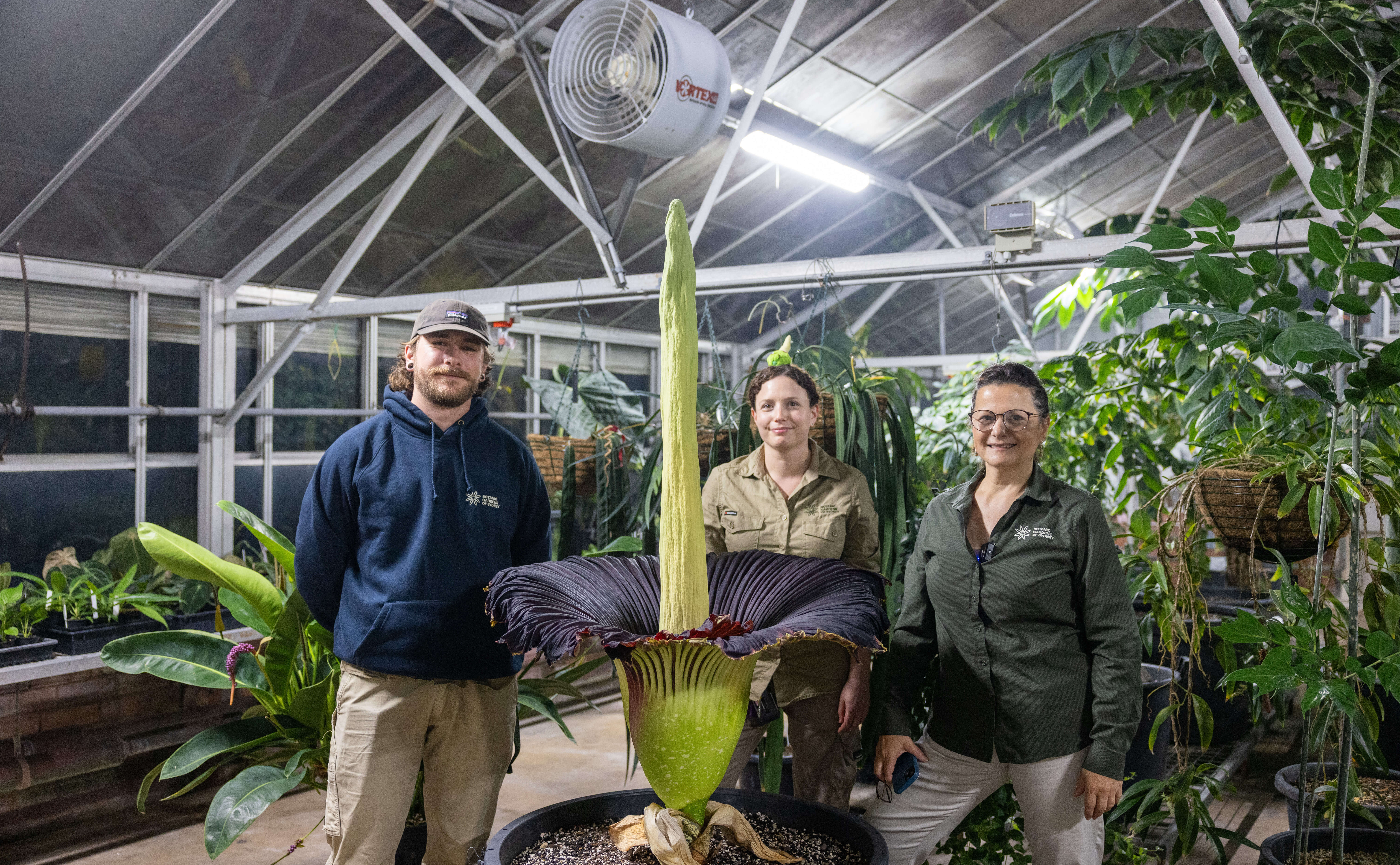 Three horticulturists with a corpse flower
