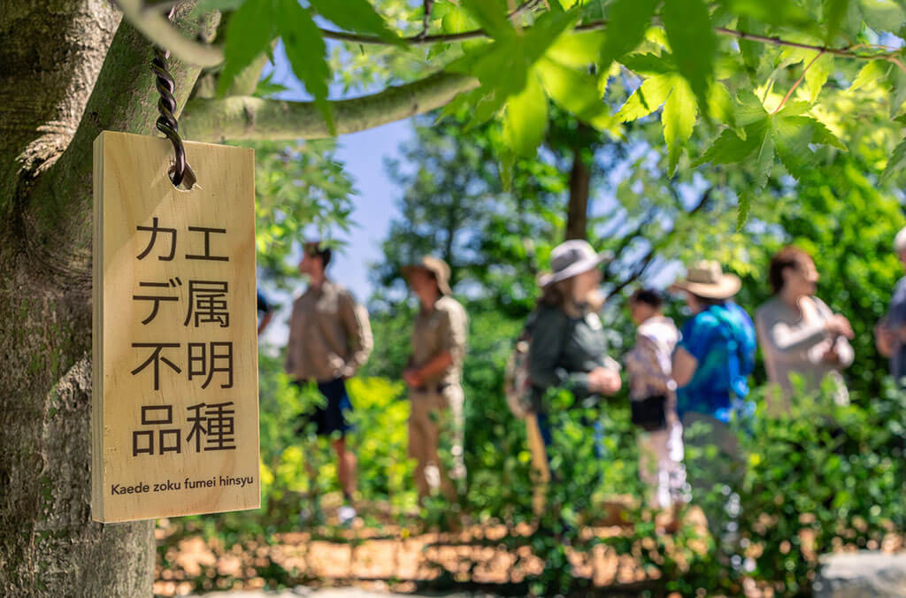 As well as camellias, Tsubaki Yama showcases Japanese maples and a ginkgo grown from the seed of a tree that survived the atomic bombing of Hiroshima.