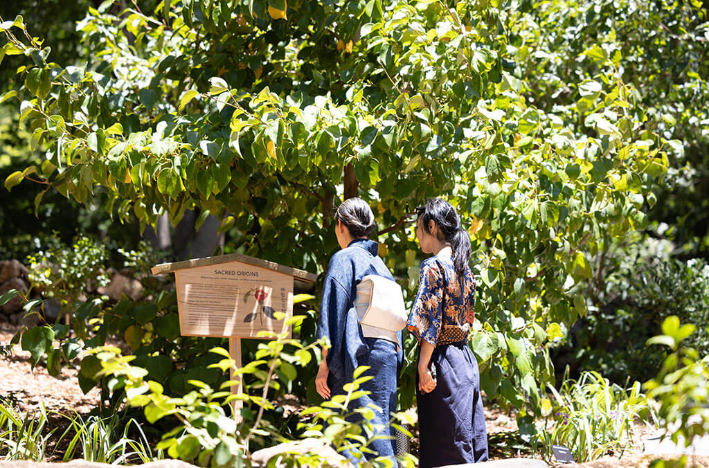 Visit Tsubaki Yama and explore the fascinating connections between camellias and Japanese culture.